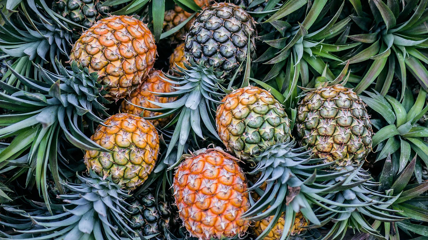 Premium Organic Products